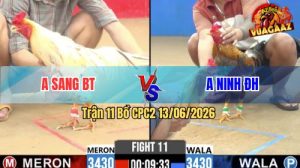 Trận 11 CPC2 13/06/2026 - Gà Cú Anh Ninh Đá Canh Chặn Quá Khéo Léo