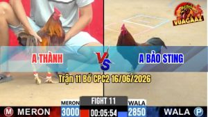 Trận 11 CPC2 16/06/2026 – Gà Điều Anh Bảo Sting Đá 1 Cây Ngay Ngực