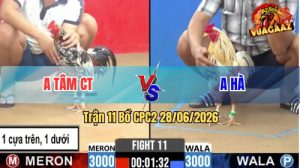 Trận 11 CPC2 28/06/2026 – Gà Bướm Phản Đòn Đá Lại 1 Chân Lụm Lúa