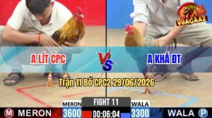 Trận 11 CPC2 29/06/2026 – Gà Cú Ói Vẫn Gồng Đá Lại, Khét Nằm 1 Đống