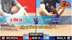 Trận 11 CPC3 07/06/2026 - Gà Úa Anh Tâm SG Đá Đòn Quá Hiểm