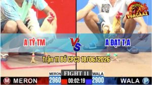 Trận 11 CPC3 18/06/2026 – Gà Úa Anh Tý Đá Cựa Đâm Như Sát Thủ
