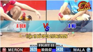 Trận 11 CPC3 21/06/2026 – Gà Bướm Anh Nu Đồng Tháp Tải Cựa Quá Tốt