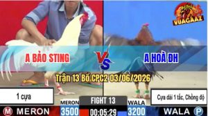 Trận 13 CPC2 03/06/2026 - Gà Anh Hoà Đá Anh Bảo Sting Muốn Hư Hình