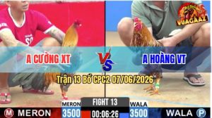 Trận 13 CPC2 07/06/2026 - Gà Anh Cường Đá Quá Đau, Xanh Hoảng Bỏ Chạy