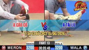 Trận 13 CPC2 15/06/2026 – Gà Điều Anh Cào Cỏ Đá Đòn Cựa Quá Đau