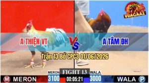 Trận 13 CPC3 01/06/2026 - Gà Điều Anh Tâm Đá Canh Chặn Quá Tịch