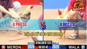 Trận 13 CPC3 11/06/2026 - Gà Bướm Anh Đức Tải Cựa Quá Tốt