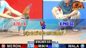 Trận 13 CPC3 21/06/2026 – Gà Bướm Anh Phú SG Có Đòn Quá Nghiệt