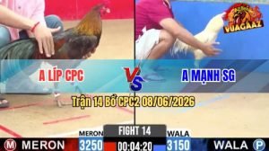 Trận 14 CPC2 08/06/2026 - Gà Điều Anh Líp Đá Đòn Cựa Quá Tịch