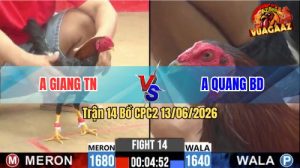 Trận 14 CPC2 13/06/2026 - Gà Anh Giang Đá Không Cho Đối Thủ Cơ Hội