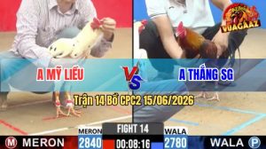 Trận 14 CPC2 15/06/2026 – Gà Anh Mỹ Triệt Hạ Gãy Chân Gà Anh Thắng