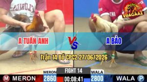 Trận 14 CPC2 27/06/2026 – Gà Bướm Anh Bảo Đá Đòn Nhanh Như Điện