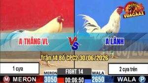 Trận 14 CPC2 30/06/2026 – Gà Anh Thắng Đá 1 Cựa Mà Đâm Như 2 Cựa