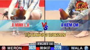 Trận 14 CPC3 13/06/2026 - Gà Điều Anh Kiểm Cà Mau Siêu Lì Đòn