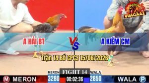 Trận 14 CPC3 15/06/2026 – Gà Khét Cọp Anh Kiểm Cà Mau Chấp 4 Chấm