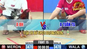 Trận 15 CPC2 03/06/2026 - Gà Cú Anh Tuấn Đá Chân Nào Cũng Dính Cựa