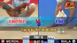 Trận 15 CPC2 30/06/2026 – Gà Bướm Hiệu Anh Bảo Đá Mấy Chân Lụm Tiền