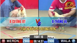 Trận 16 CPC2 02/06/2026 - Gà Bướm Anh Cường Triệt Gãy Giò Đối Thủ