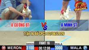 Trận 16 CPC2 03/06/2026 - Gà Bướm Mồng Lá Anh Minh Đá Đâm Như Chĩa