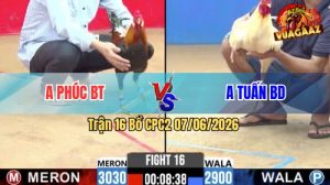 Trận 16 CPC2 07/06/2026 - Gà Bướm Anh Tuấn Đá Toàn Canh Đâm Mu Lưng