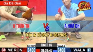 Trận 16 CPC2 11/06/2026 - Gà Bướm Anh Hoà Đá Lọt Cây Cựa Quá Hiểm