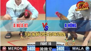 Trận 16 CPC2 12/06/2026 - Gà Xám Anh Hồng Đá Đòn Cựa Quá Hiểm