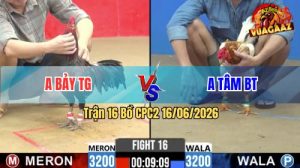Trận 16 CPC2 16/06/2026 – Gà Camelo Anh Tâm Đá Điềm Tĩnh Hạ Đối Thủ
