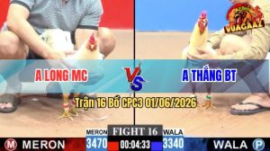 Trận 16 CPC3 01/06/2026 - Gà Úa Anh Long Đá Cựa Đâm Như Đời Tới