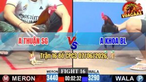 Trận 16 CPC3 07/06/2026 - Gà Anh Thuận SG Canh Đá Đúng 1 Đòn