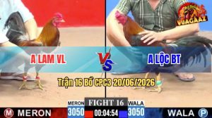 Trận 16 CPC3 20/06/2026 – Gà Điều Anh Lộc Đá Đòn Cựa Như Búa Bổ
