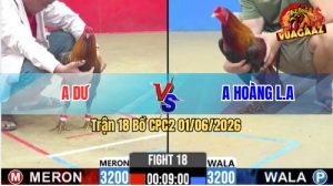 Trận 18 CPC2 01/06/2026 - Gà Anh Dư Khiến Đối Thủ Hoảng Sợ Bỏ Chạy