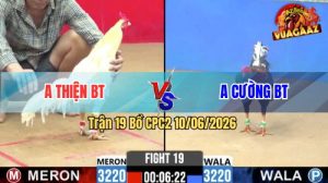 Trận 19 CPC2 10/06/2026 - Gà Anh Cường Đá Đòn Cựa Quá Nghiệt Ngã