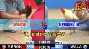 Trận 19 CPC2 29/06/2026 – Gà Úa Anh Phương Có Chân Cựa Chí Mạng