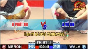 Trận 19 CPC3 20/06/2026 – Gà Cú Vàng Anh Phát Tải Cựa Quá Tốt