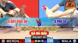 Trận 19 CPC3 21/06/2026 – Gà Điều Anh Bảy Xoài Đá Đúng 1 Cây Cựa Hiểm