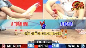 Trận 2 C3 23/06/2026 – Gà Úa Anh Tuấn Đá Đòn Cựa Quá Hiểm