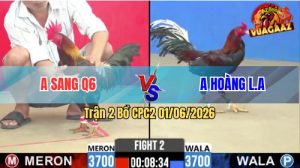 Trận 2 CPC2 01/06/2026 - Gà Anh Hoàng Đá Cựa Đâm Như Chĩa