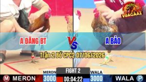 Trận 2 CPC2 07/06/2026 - Gà Điều Anh Đăng Đá Cái Bo Như Búa Bổ