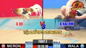Trận 2 CPC2 09/06/2026 - Gà Anh Hai Hóc Môn Đá Đúng 1 Chân Cựa Hiểm