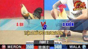 Trận 2 CPC2 13/06/2026 - Gà Cú Anh Bình Hiệp Đá Đâm Như Cái Máy