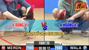 Trận 20 CPC2 07/06/2026 - Gà Anh Dũng Đá Anh Hoàng Nằm 1 Đống