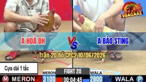 Trận 20 CPC2 10/06/2026 - Gà Bướm Cọp Bảo Sting Đá Thứ Gì Chịu Nổi