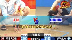 Trận 20 CPC2 12/06/2026 - Gà Anh Hai Hóc Môn Canh Đúng 1 Cựa Vào Đầu