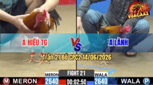 Trận 21 CPC2 14/06/2026 – Gà Anh Lành Đá Toàn Đoàn Cựa Hiểm