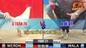 Trận 21 CPC2 18/06/2026 – Gà Vàng Anh Dẽ Hạ Anh Toàn Trong 2 Chân Cựa