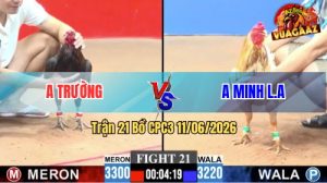 Trận 21 CPC3 11/06/2026 - Gà Camelo Của Má Minh Có Chân Cựa Dứt Điểm.