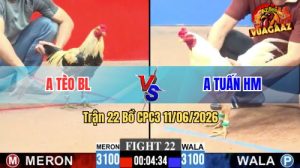 Trận 22 CPC3 11/06/2026 - Gà Bướm Anh Tuấn Trả 1 Cây Cựa Hiểm