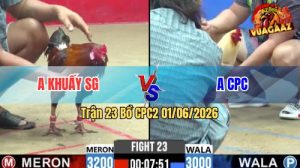 Trận 23 CPC2 01/06/2026 - Gà Anh Khuấy Đá Cựa Dính Như Keo