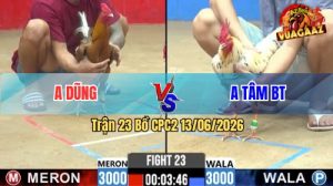 Trận 23 CPC2 13/06/2026 - Gà Điều Anh Dũng Đá Toàn Đâm Cựa Hiểm